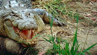 10 Scary Crocodile Attacks