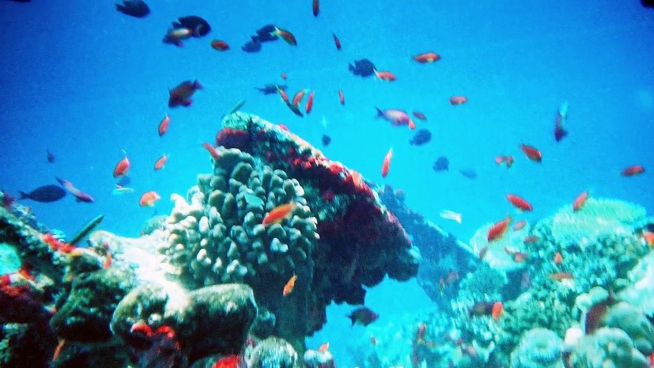 13 BIZARRE Sea Monster Photos Explained