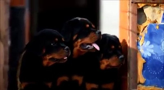 rottweilers puppies