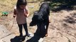 rottweiler playing with baby