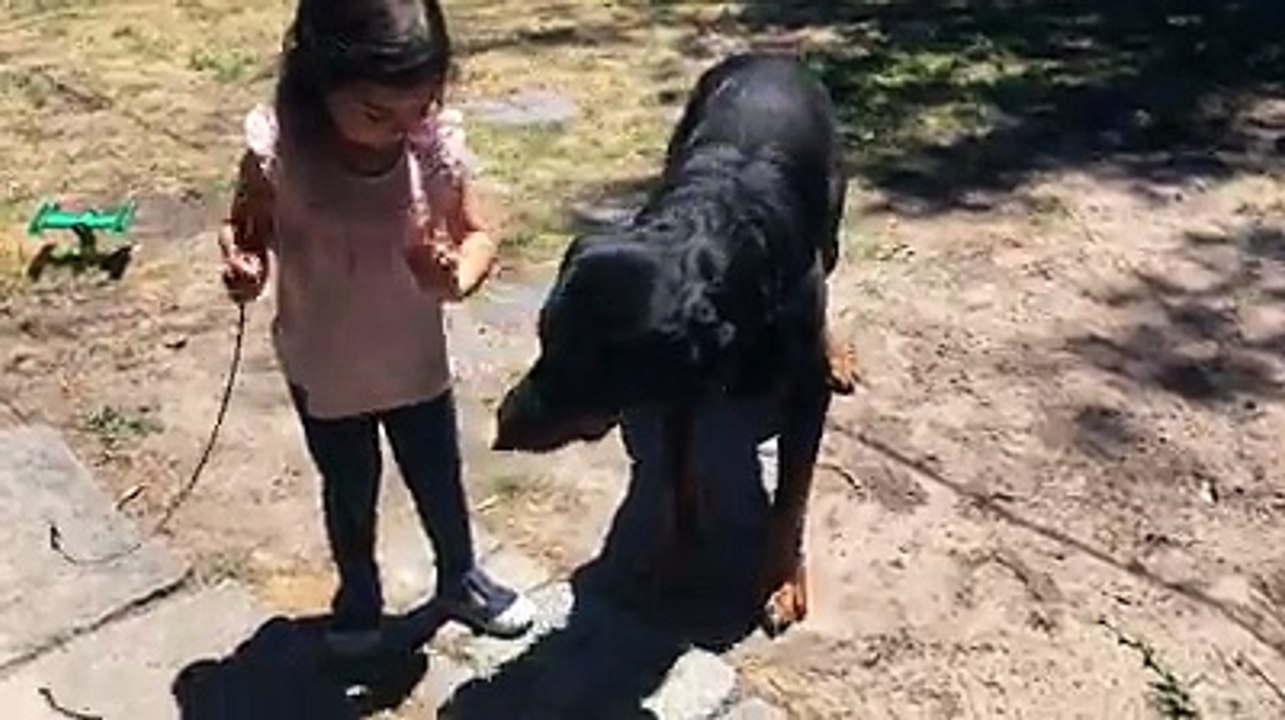 rottweiler playing with baby
