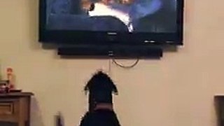 rottweiler watching tv