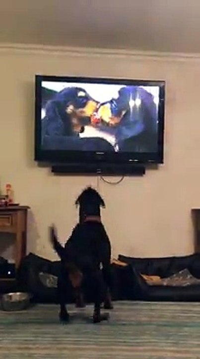 rottweiler watching tv