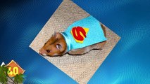 40 BEST Halloween Costumes for Pets
