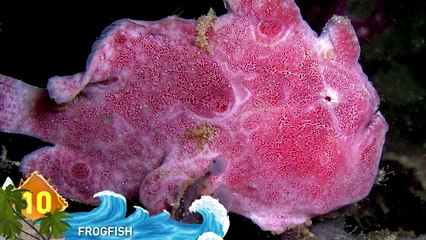 16 Deep Sea Predators