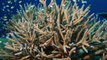 10 STRANGE Deep Sea Photos Explained