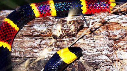 Coral Snake