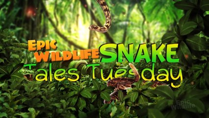 World's Most Venomous Snake