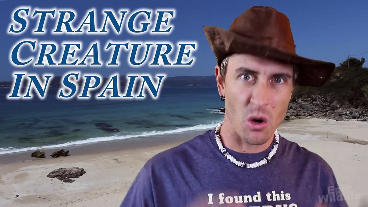 Mysterious HORNED Sea Monster washed ashore - Spain Beach