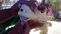 Strange Cyclops Shark Caught