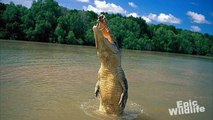 Giant One-Armed Crocodile - Brutus