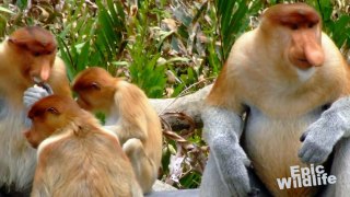 World's Ugliest Animal? Proboscis Monkey