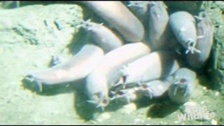 HagFish - Mutated Looking Sea Creature