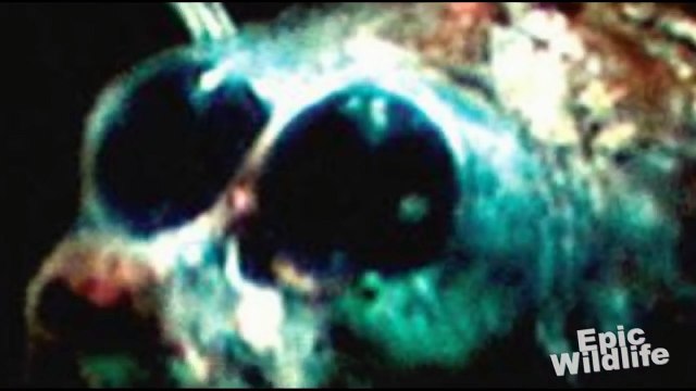 Pacific Barreleye Fish - Transparent Head