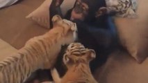 Young chimpanzee plays with tiger cubs