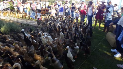 World famous 'Running of the Ducks' is a sight to behold