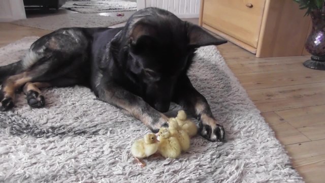 German Shepherd loves his little ducklings