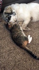 Overly-affectionate cat wins heart of every dog she meets