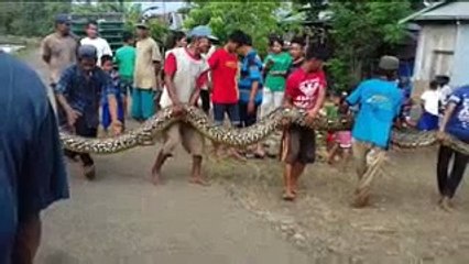 Heboh ular piton makan manusia di sulawesi barat    !!!