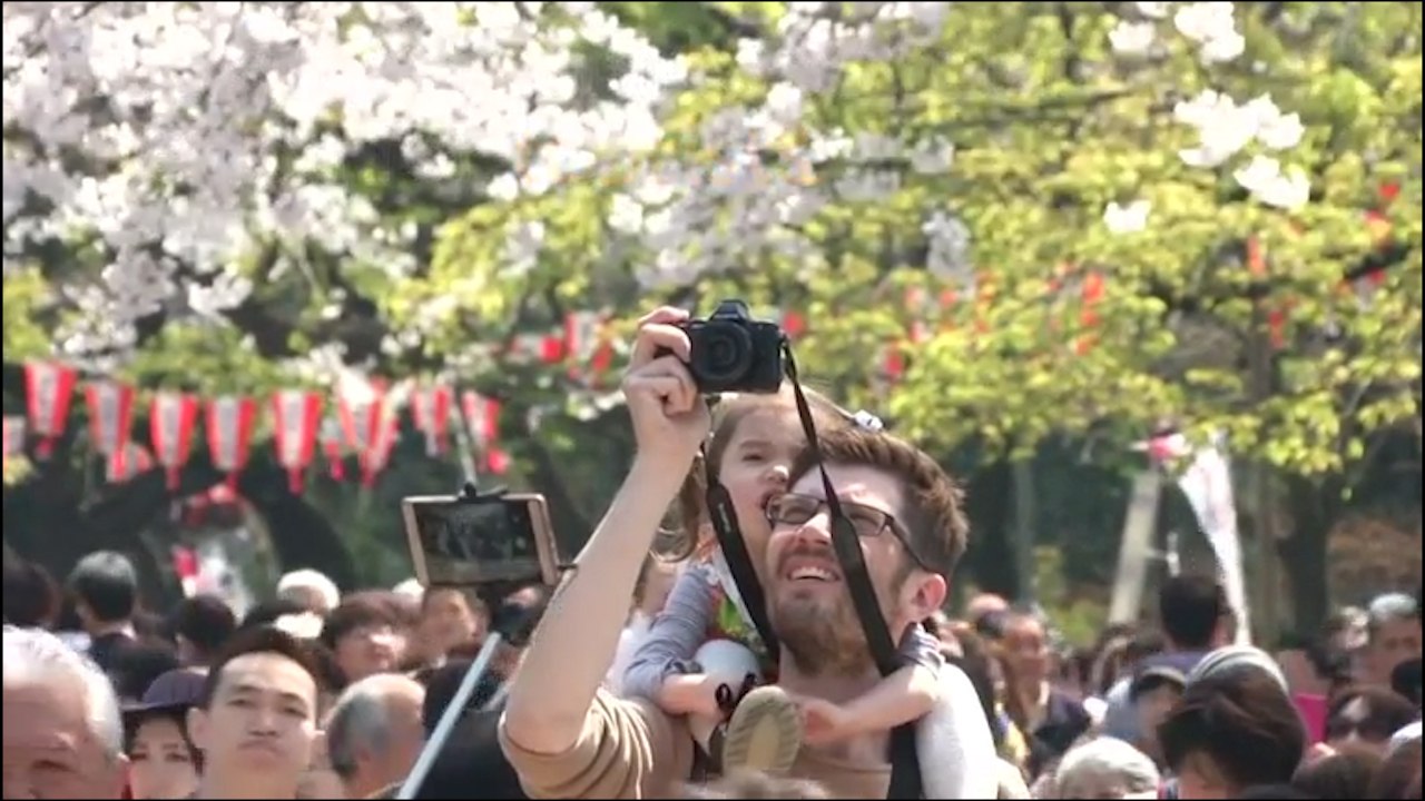 Japan Welcomes Spring With Blooming of Cherry Blossoms