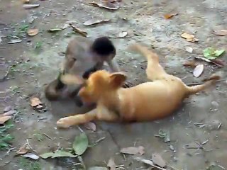 Σκυλος παίζει με Πιθηκο