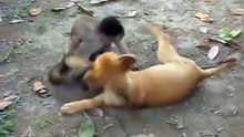 Σκυλος παίζει με Πιθηκο