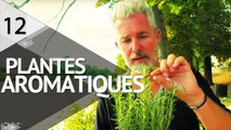 Cultiver des plantes aromatiques  - ÉPISODE 12