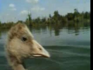 Extrait Peuple migrateur - Jacques Perrin