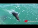 Un énorme requin blanc dévore un phoque devant des touristes