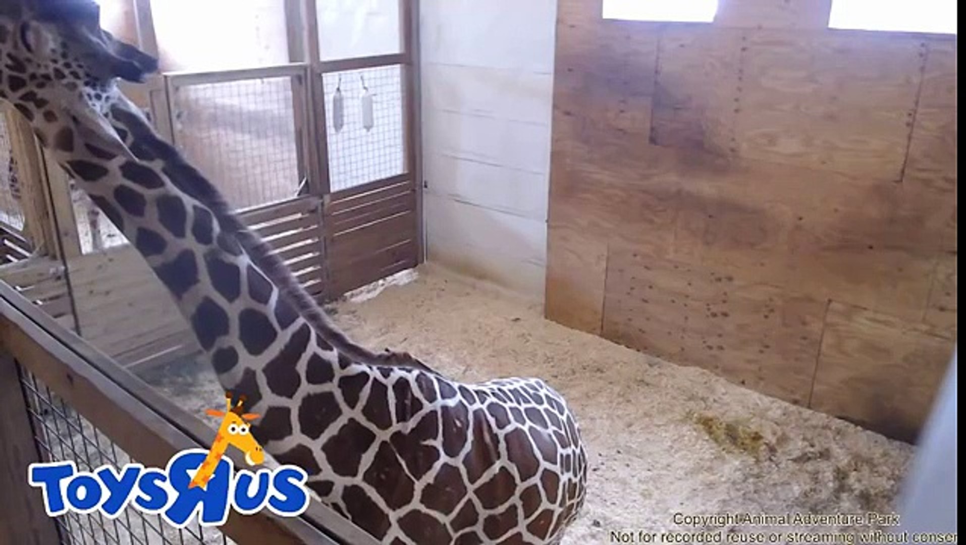 ⁣Animal Adventure Park Giraffe Cam
