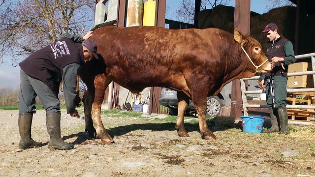 Hautes-Alpes : Cyril et Cédric Hugues se préparent pour les concours du salon de l'élevage haut-alpin