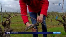Vins : des bouteilles à la mer en Bretagne