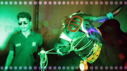 Dhakar Goru Very Very Smart (HD)