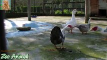 Funny Cute Ducks play the lakeside - Farm animals video for Kids - Animais TV