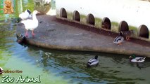 Funny Ducks playing in the water - Farm animals video for kids - Animals TV