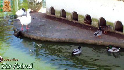 Funny Ducks playing in the water - Farm animals video for kids - Animals TV