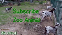 Happy goats in farm animals - Funniest animal video for kids - Animais TV