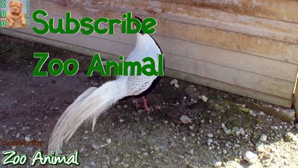 TURKEY in farm animals - Farm animal video for kids - Animais TV