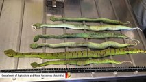 Someone Tried To Smuggle Venomous Vipers Into Australia