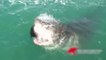 Des touristes assistent à la mise à mort d'un phoque par un requin blanc... Flippant
