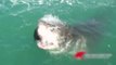 Des touristes assistent à la mise à mort d'un phoque par un requin blanc... Flippant