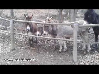 There Was Only One Winner Between the Donkeys vs. Fence Stand-Off