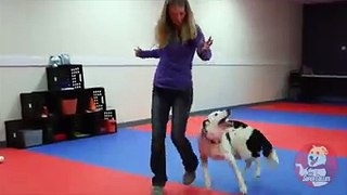 Girl Dance With Dog Must Watch