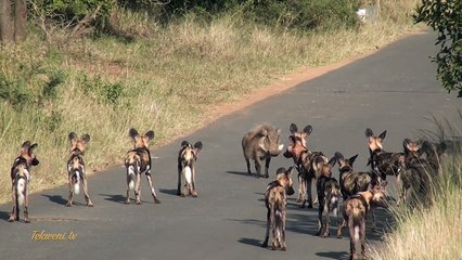 afrikada dogal yaşam ve kim güçlü izle