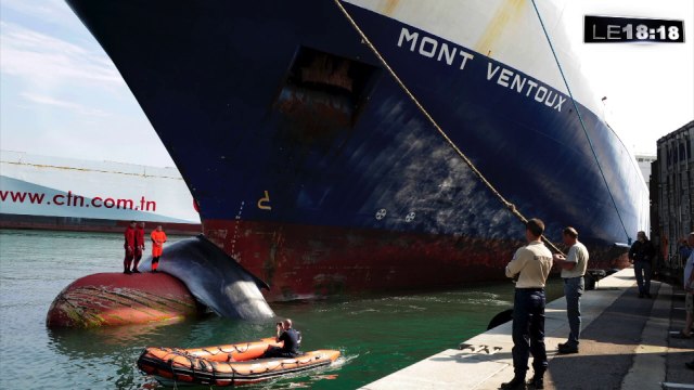 Le 18:18 : mobilisation générale pour sauver baleines et dauphins en Méditerranée