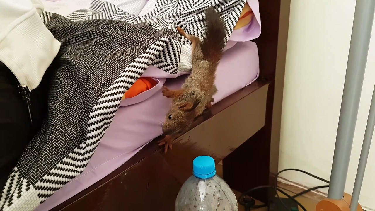 Rescued baby squirrel enjoys yummy breakfast