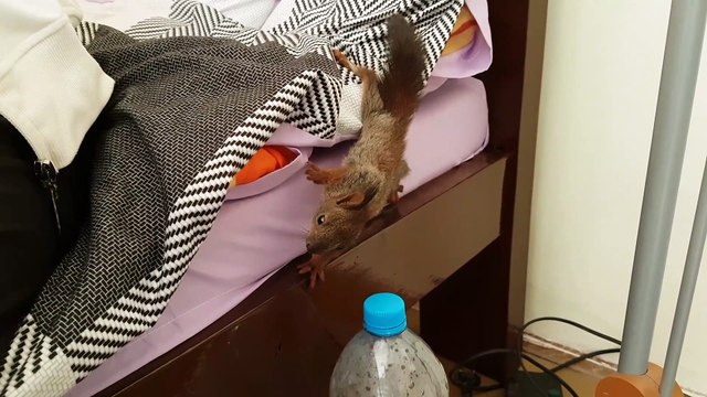 Rescued baby squirrel enjoys yummy breakfast