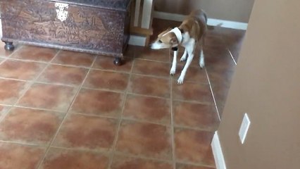 Poncho the rescue dog pleads guilty