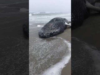 Download Video: Humpback Whale Washes Up on New York City Beach