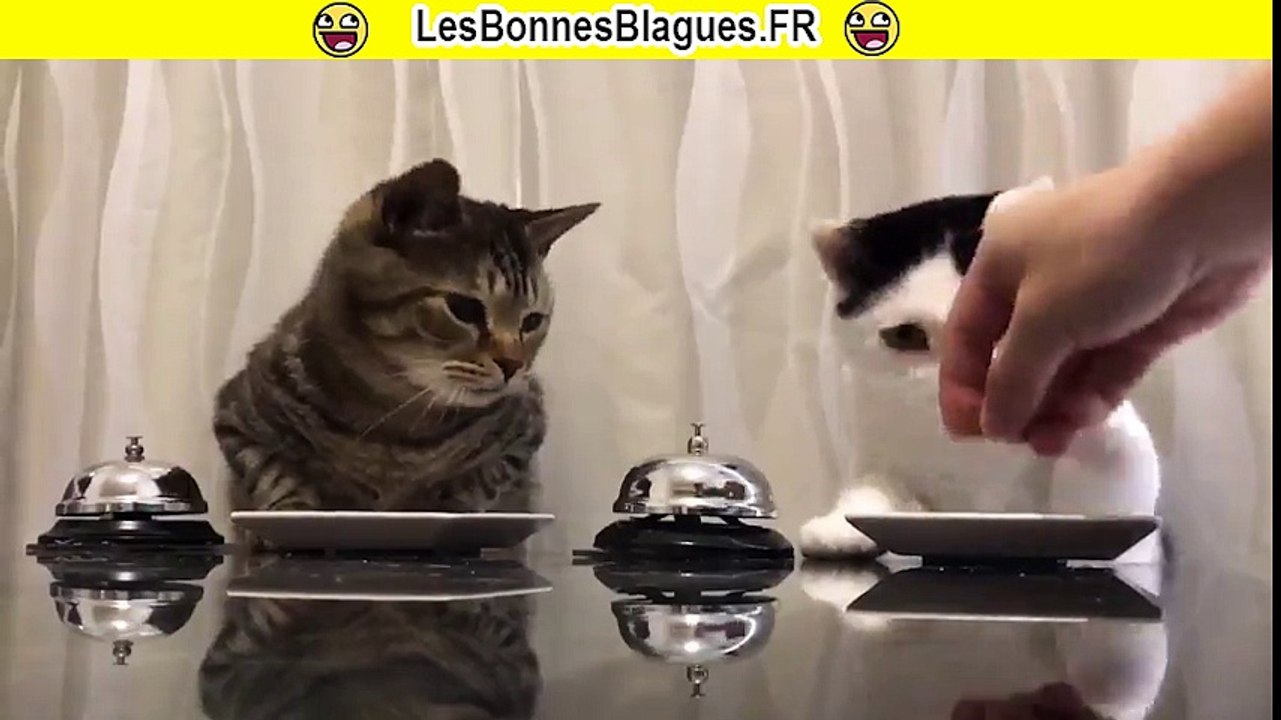 Des chats sonennt pour demander a manger lbb
